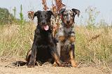 BEAUCERON - PUPPIES 004